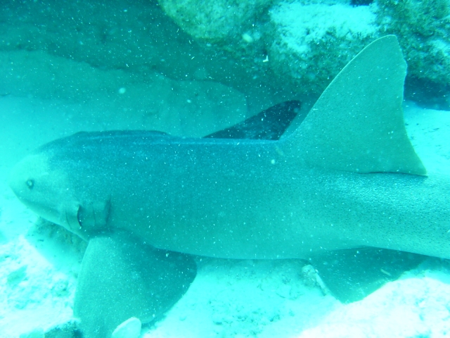  在科苏梅尔浮潜